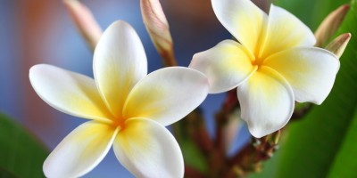 Hawaiianische spirituelle Ganzkrpermassage