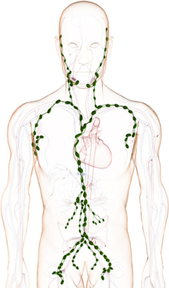 Das menschliche Lymphgefsystem